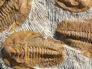 thumb-story-fossilisation